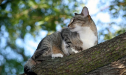 Kot raniony z wiatrówki. Policja szuka sprawcy