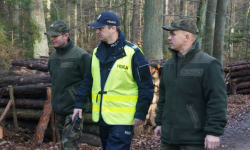 Kradł z lasu drewno. Przyłapali go leśnicy