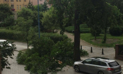 Strażacy usuwali połamane konary