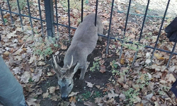 Pożar w budynku mieszkalnym, zerwane dachy, powalone drzewa, kolizja drogowa [raport strażaków]