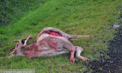 Trzy kolizje na drogach z udziałem zwierząt jednego dnia. Policja apeluje o zachowanie ostrożności