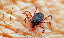 Mały kleszcz - duży problem. Będzie bezpłatne szkolenie w starostwie