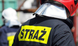 Łapali szczura i uwalniali gołębia zaplątanego w pnącza roślin [raport strażaków]