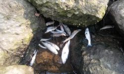 Co najmniej kilkaset śniętych ryb na Nysie Kłodzkiej [foto]