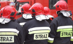 Chcesz usunąć gniazdo szerszeni lub os z posesji? Wezwij firmę. Straż nie jest od tego