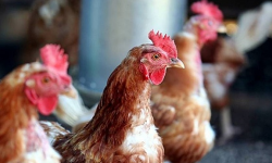 Wysoce zjadliwa grypa ptaków. Komunikat Powiatowego Lekarza Weterynarii