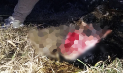 Bestialskie morderstwo psa? Zwłoki zwierzęcia znaleziono nieopodal ruin zamku [drastyczne zdjęcia]