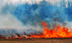 Strażacy apelują: nie wypalajcie traw!
