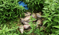 W ciągu dwóch dni zatrzymali trzech kłusowników na gorącym uczynku