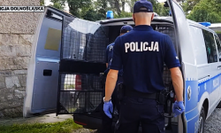 Zatrzymali podejrzanego o potrącenie dziecka na przejściu dla pieszych. Pomogli Czytelnicy [video]