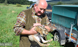 Kolejne kilkaset sztuk szaraków na wolności. Trwa odbudowa populacji zwierzyny drobnej [foto]