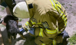 Pies utknął w betonowym przepuście drogowym. Pomogli mu strażacy