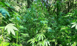 Zlikwidowana plantacja marihuany, dwóch mężczyzn za kratami. Hodowla odbywała się w leśnym zagajniku