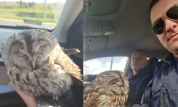 Policjanci uratowali sowę. Niecodzienna interwencja bardzkich dzielnicowych