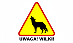 Komunikat Starosty Ząbkowickiego w sprawie pojawienia się wilków na terenie powiatu ząbkowickiego