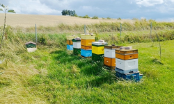 Kradł ule wraz z pszczołami. Jest już w rękach policji