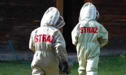 Chcesz usunąć gniazdo szerszeni lub os z posesji? Wezwij firmę. Straż nie jest od tego