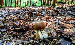 Idziesz na grzyby? Koniecznie weź ze sobą naładowany telefon komórkowy