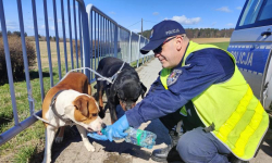  Psy biegały po krajowej ósemce. Pomogli policjanci
