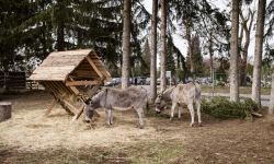 Żywa szopka bożonarodzeniowa w Starczowie [foto]