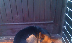Porzucony piesek szuka swojego Pana/Pani