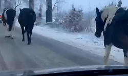 Nietypowa interwencja na trasie Skalice–Henryków. Po jezdni biegały konie