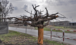 Drzewa w Stolcu protestują