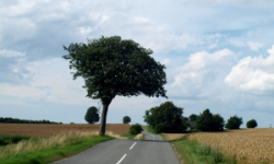Zboże na drodze w Mąkolnie
