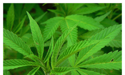 Marihuana w samochodzie 