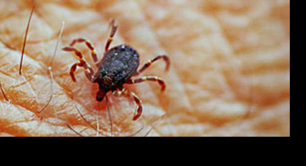 	Dorosłe samice kleszczy są długości 3–4 mm, natomiast samce — 2,5 mm