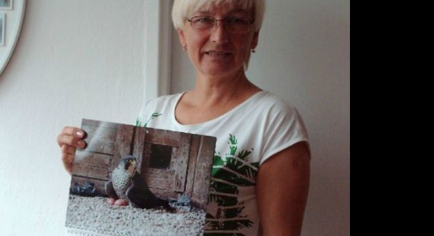 Teresa Buszko i jej sokola pasja